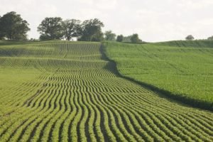 relação comercial do Agro entre Brasil e Irã